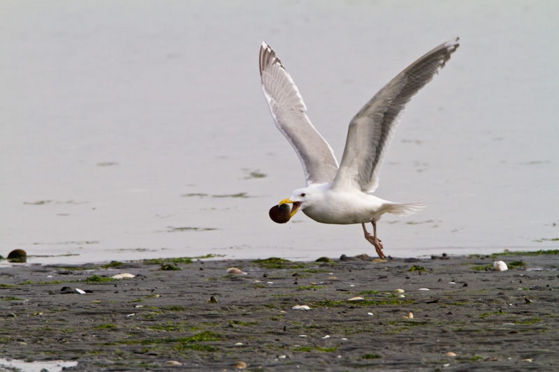 Gull Taking Flight With Clam